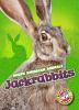 Book cover for "Jackrabbits".