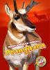 Book cover for "Pronghorn".