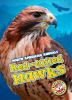Book cover for "Red-tailed hawks".