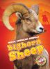 Book cover for "Bighorn sheep".